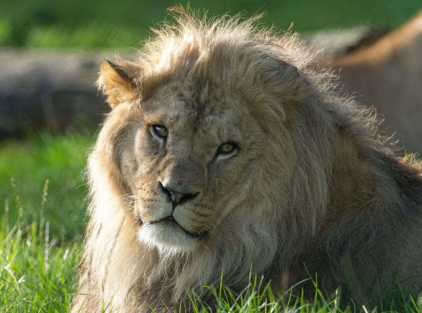 African Lion, male (Malik), ZSL Whipsnade, UK