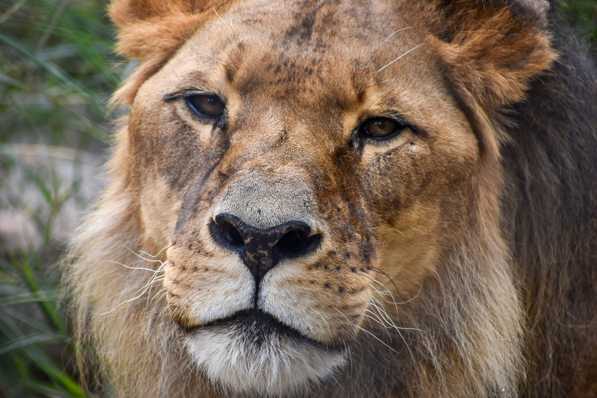African Lion - male Mujambi