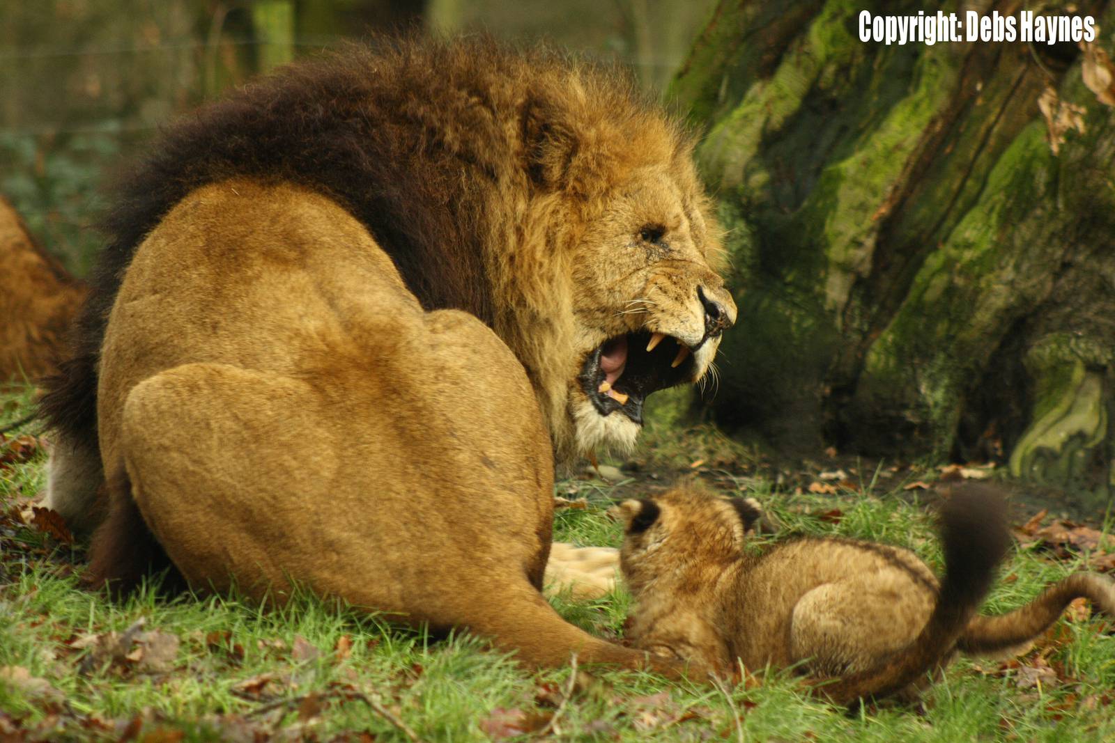 African Lion Male puts his cub in it's place