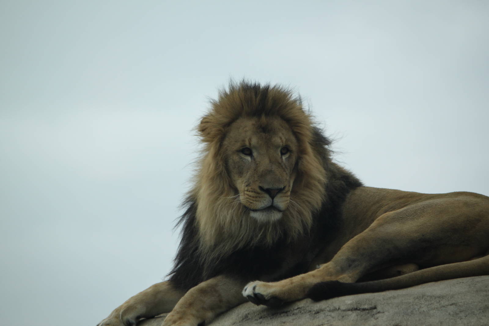African Lion (male)