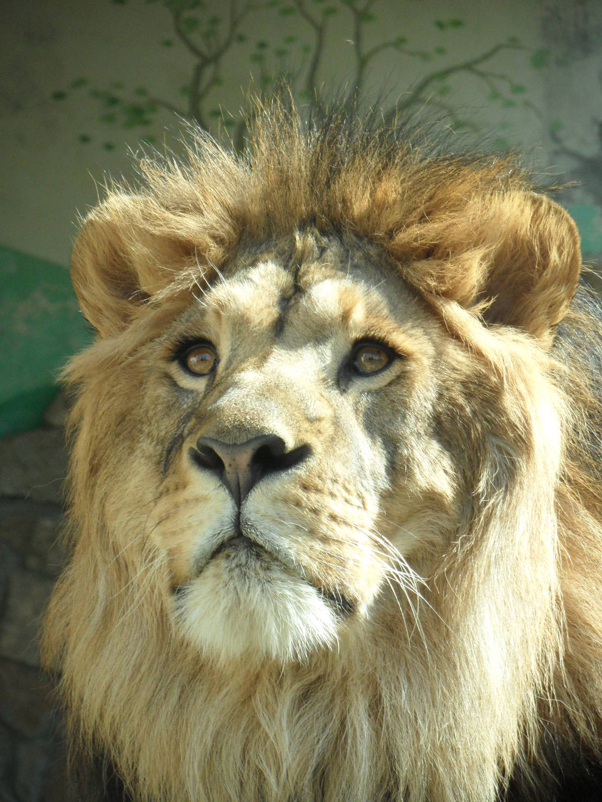 African lion male