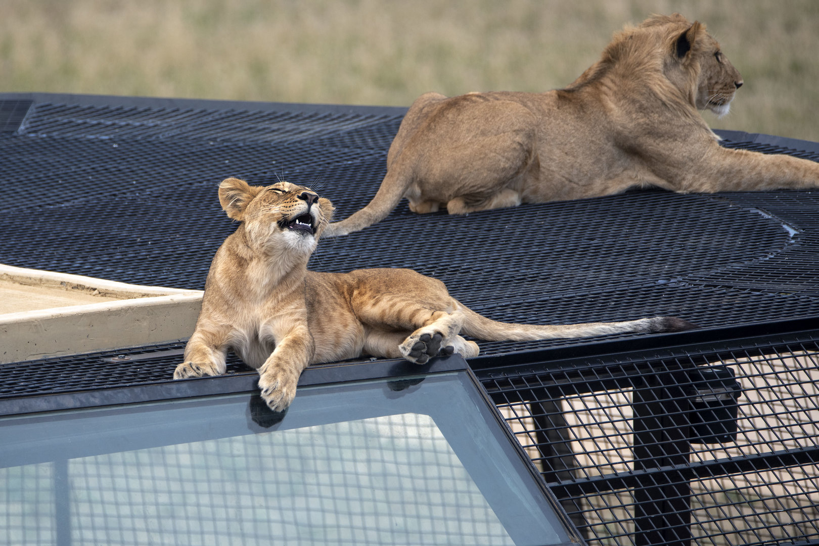 African lion 'Malkia'