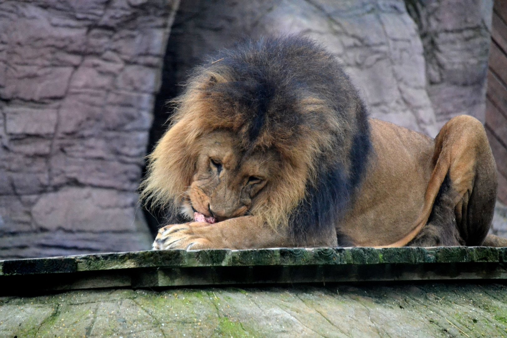 African Lion - March 2017