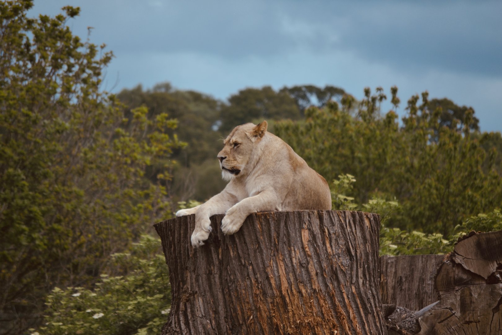 African Lion - May 2022