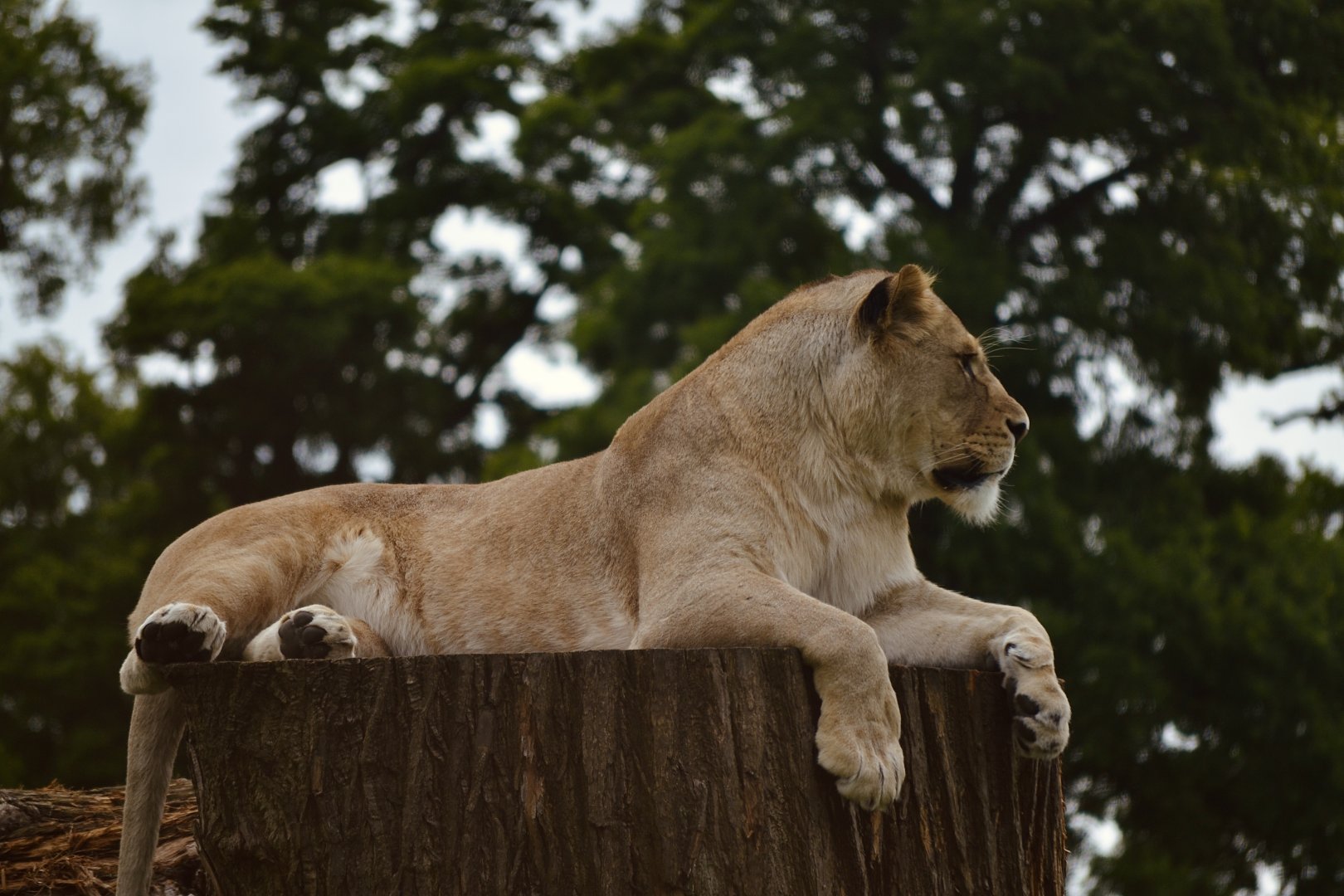 African Lion - May 2022