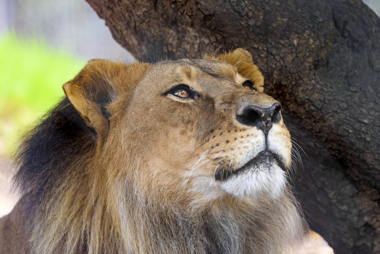 African lion 'Mujambi'