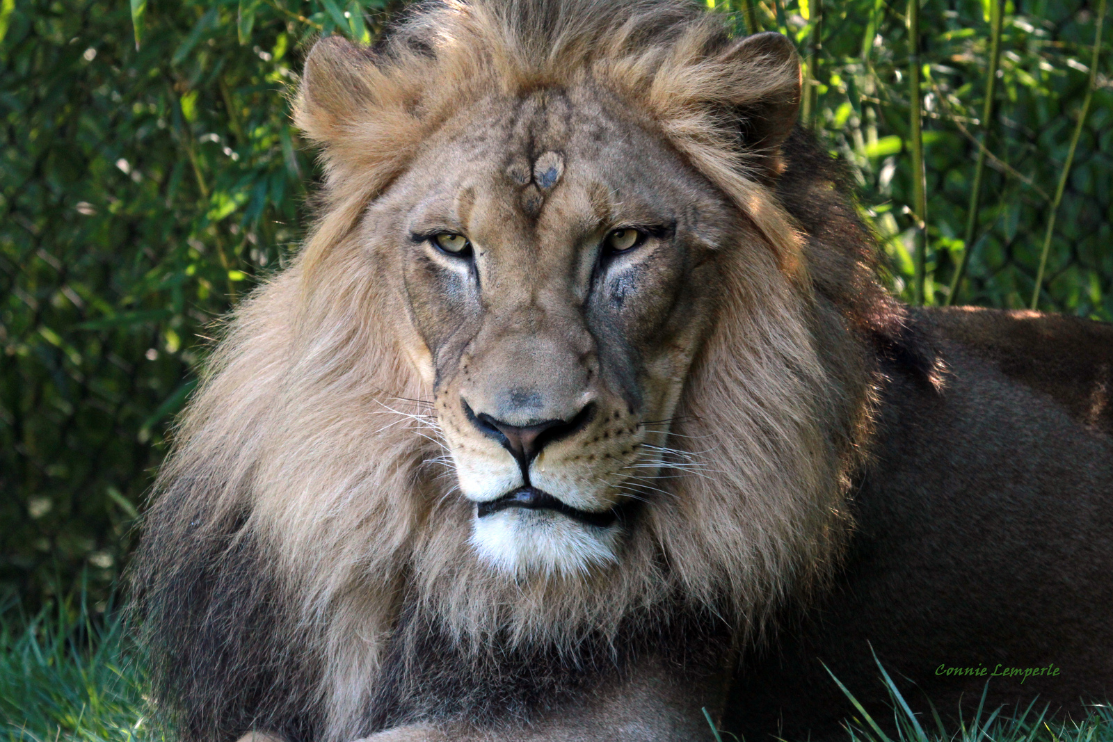 African Lion named John