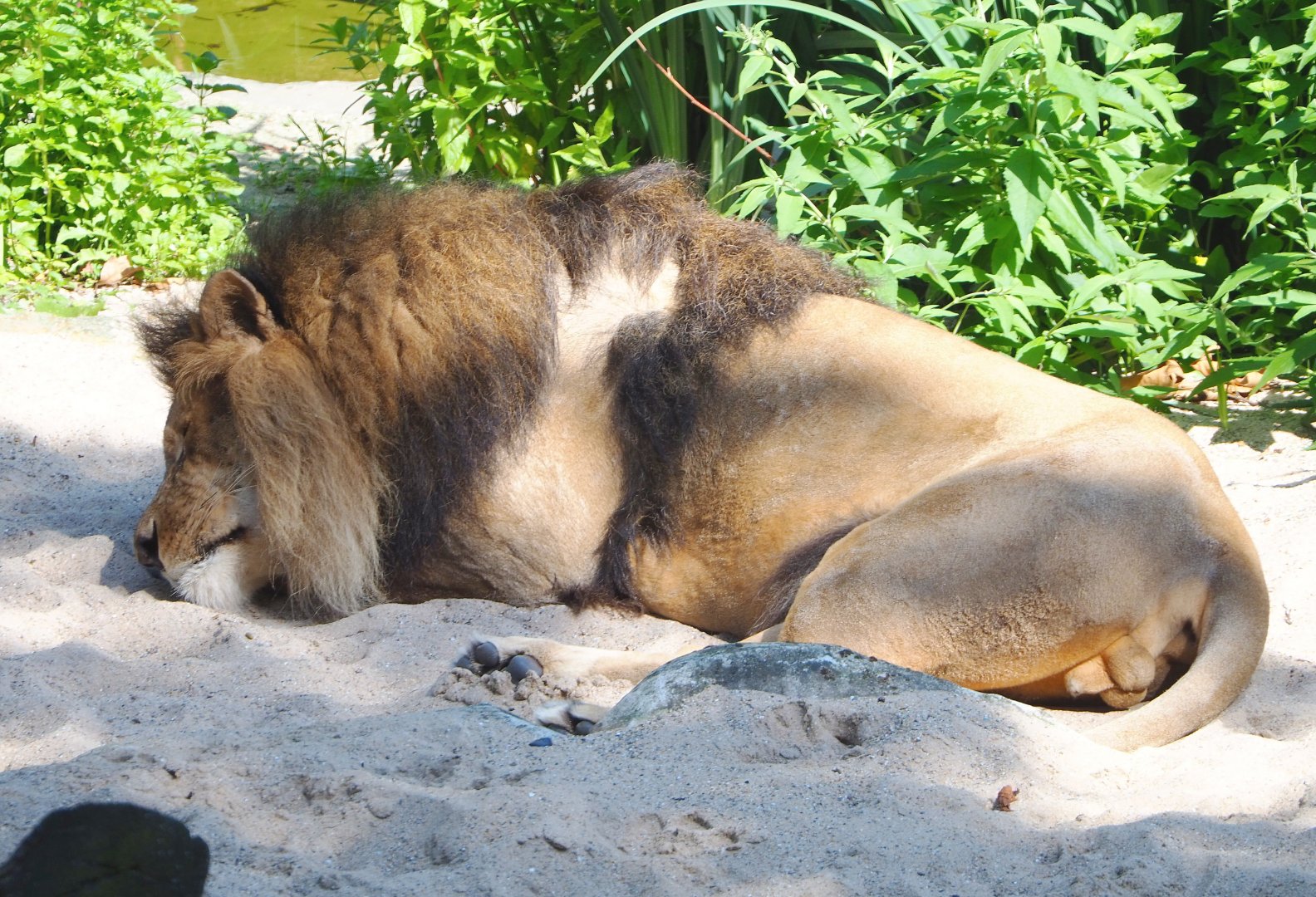 African lion Nestor (Panthera leo), 2021-07-17