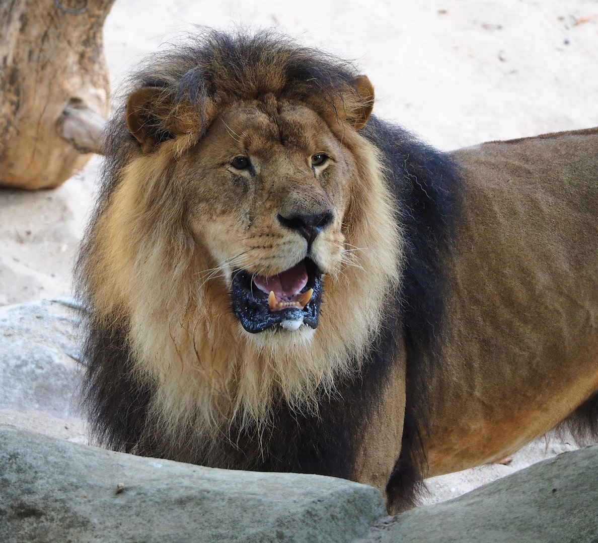African lion Nestor (Panthera leo), 2022-09-04