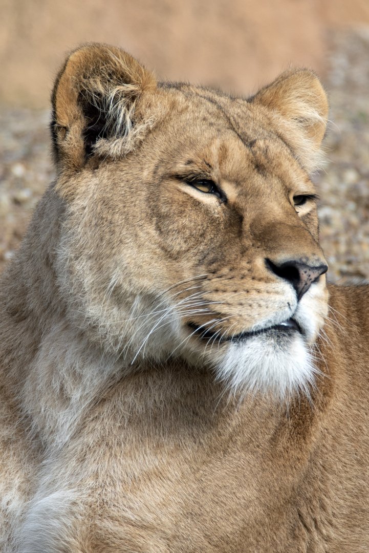 African lion 'Nilo'
