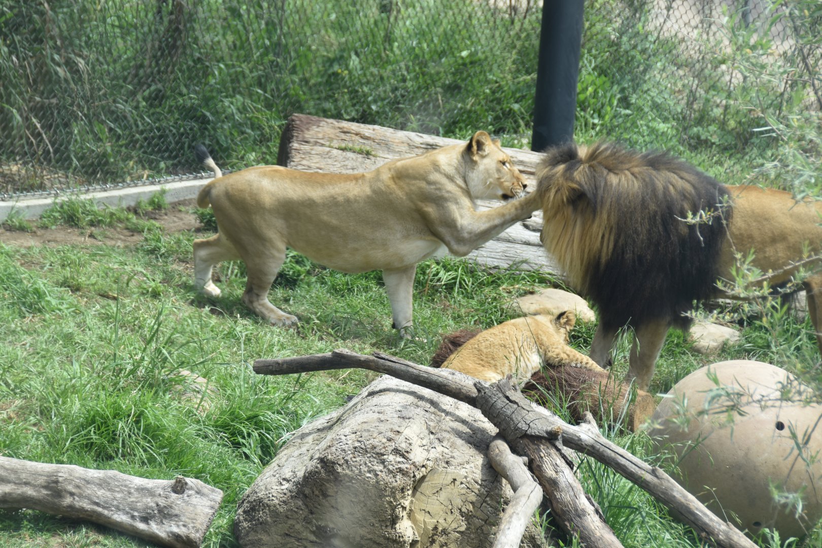 African lion nose boop