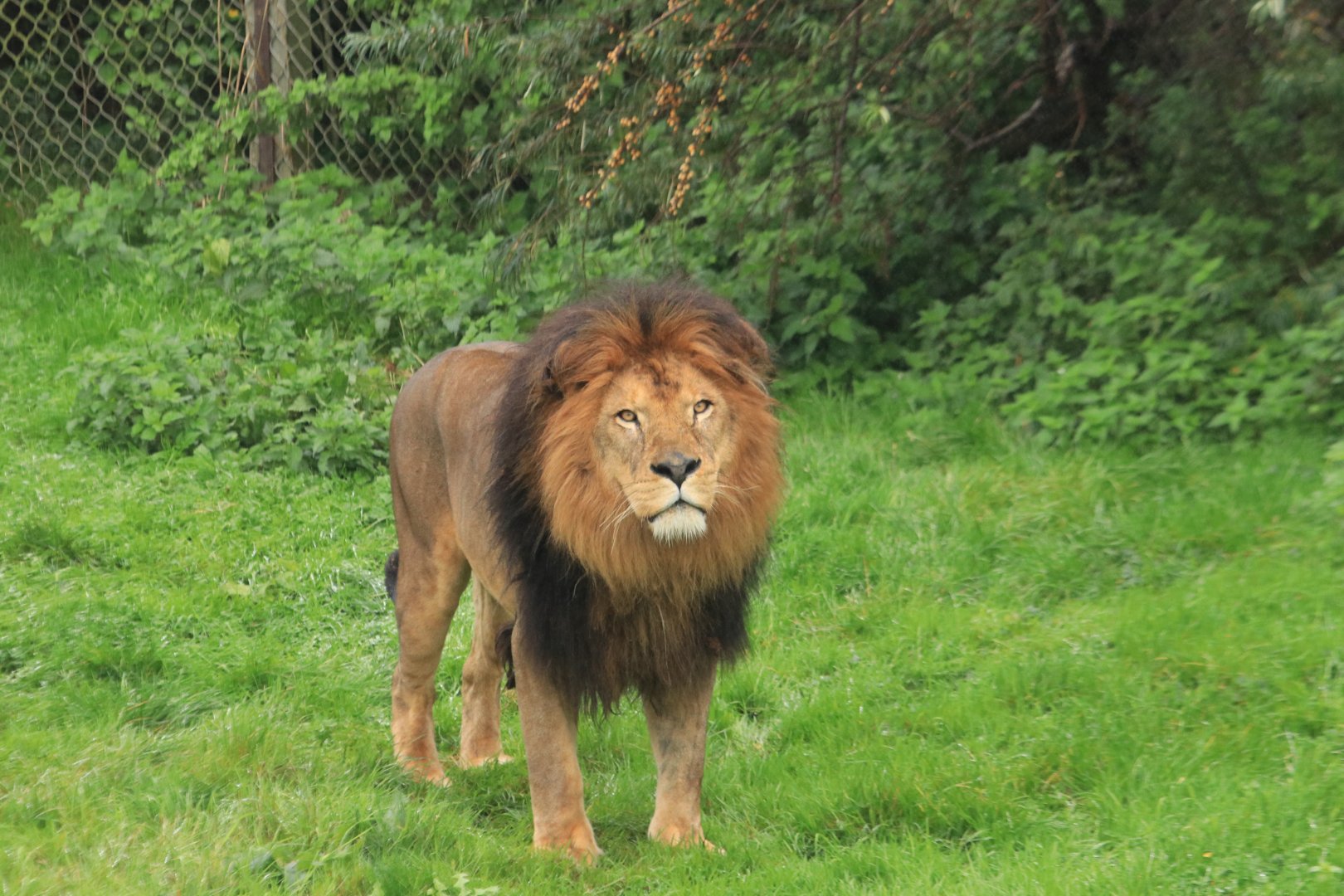 African lion (November 2019)