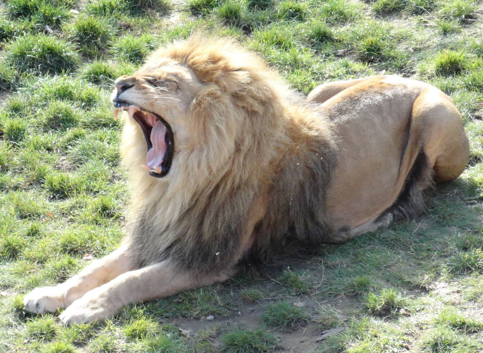 African Lion - Oct 2011