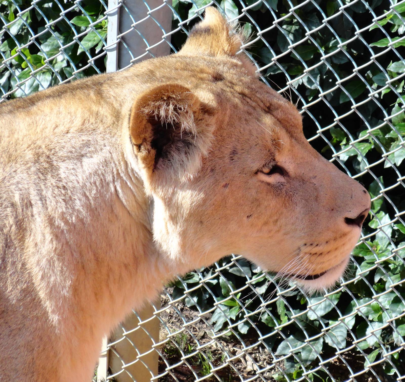 African Lion - Oct 2011