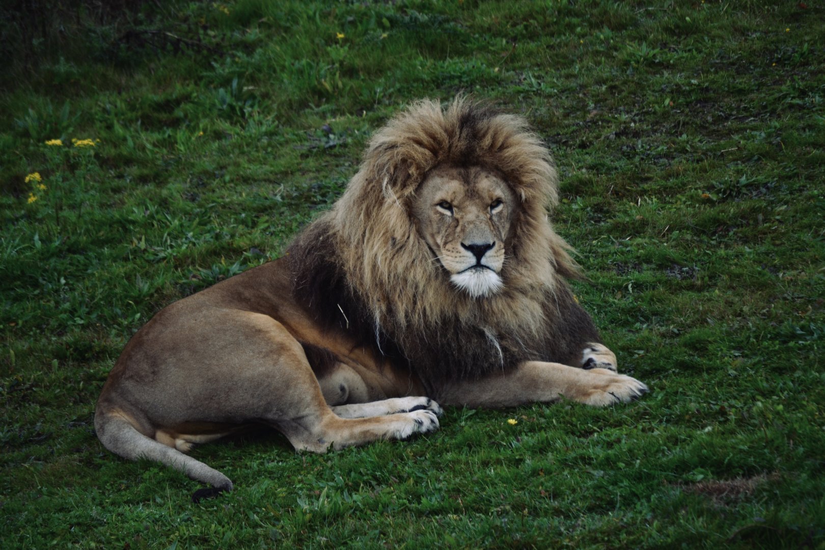African Lion - October 2020