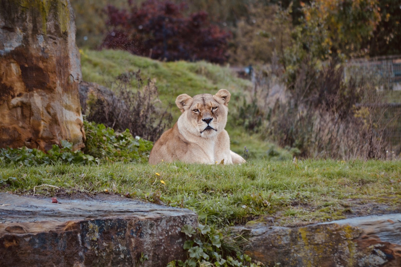 African Lion - October 2020