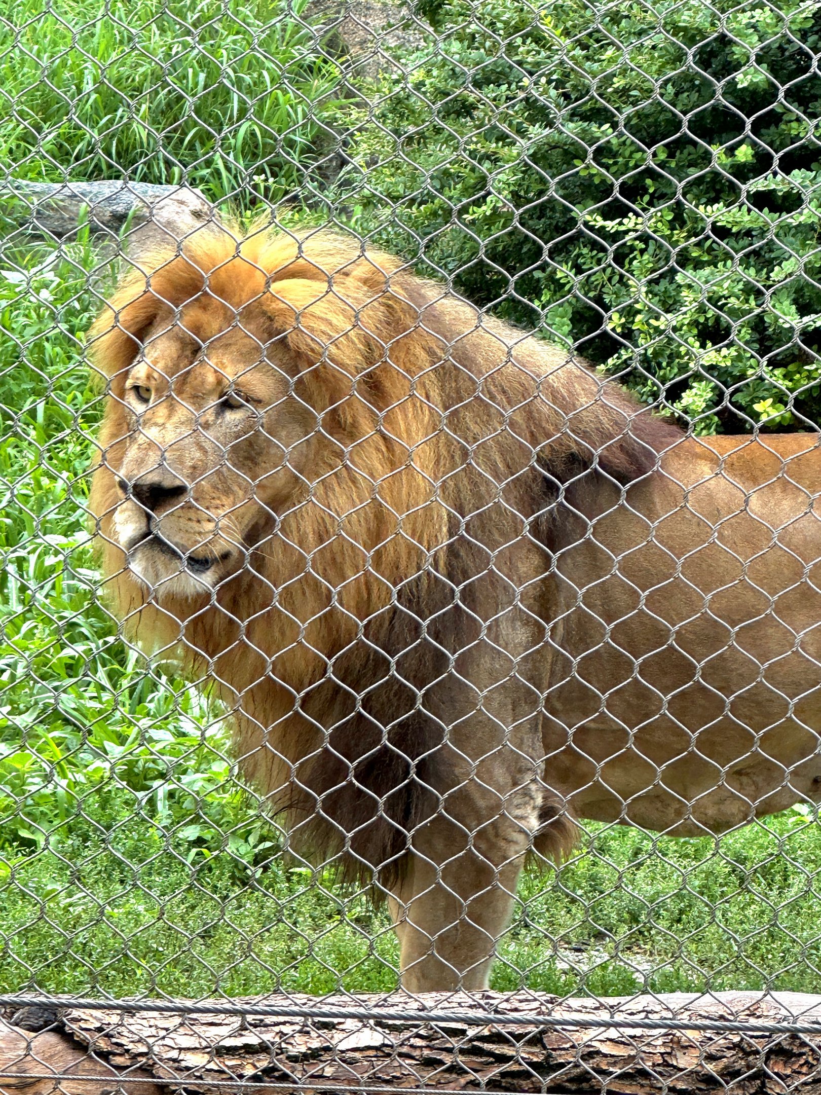 African Lion-Omaha's Henry Doorly Zoo