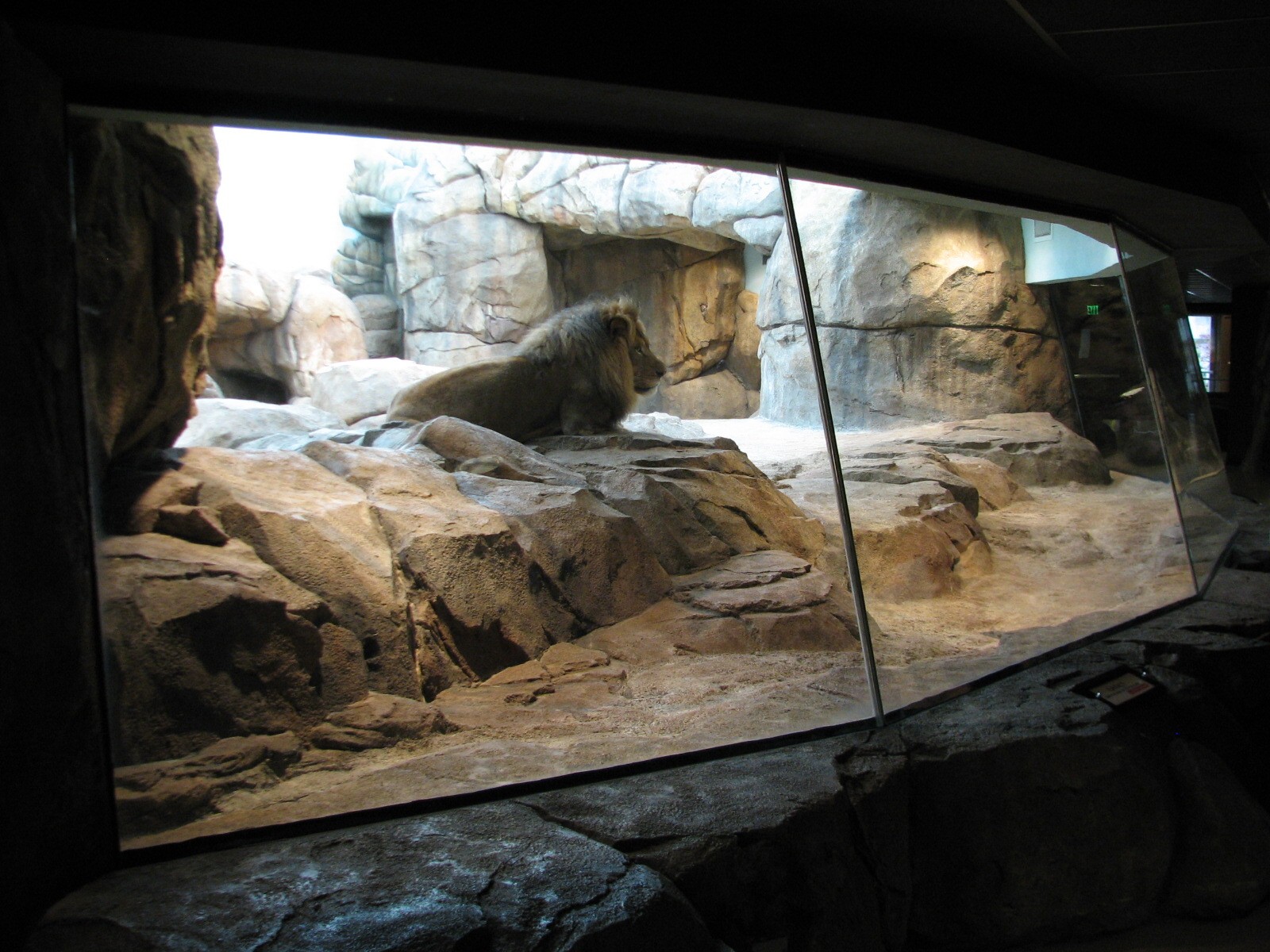 African Lion or Spotted Hyena Exhibit - Bedroom