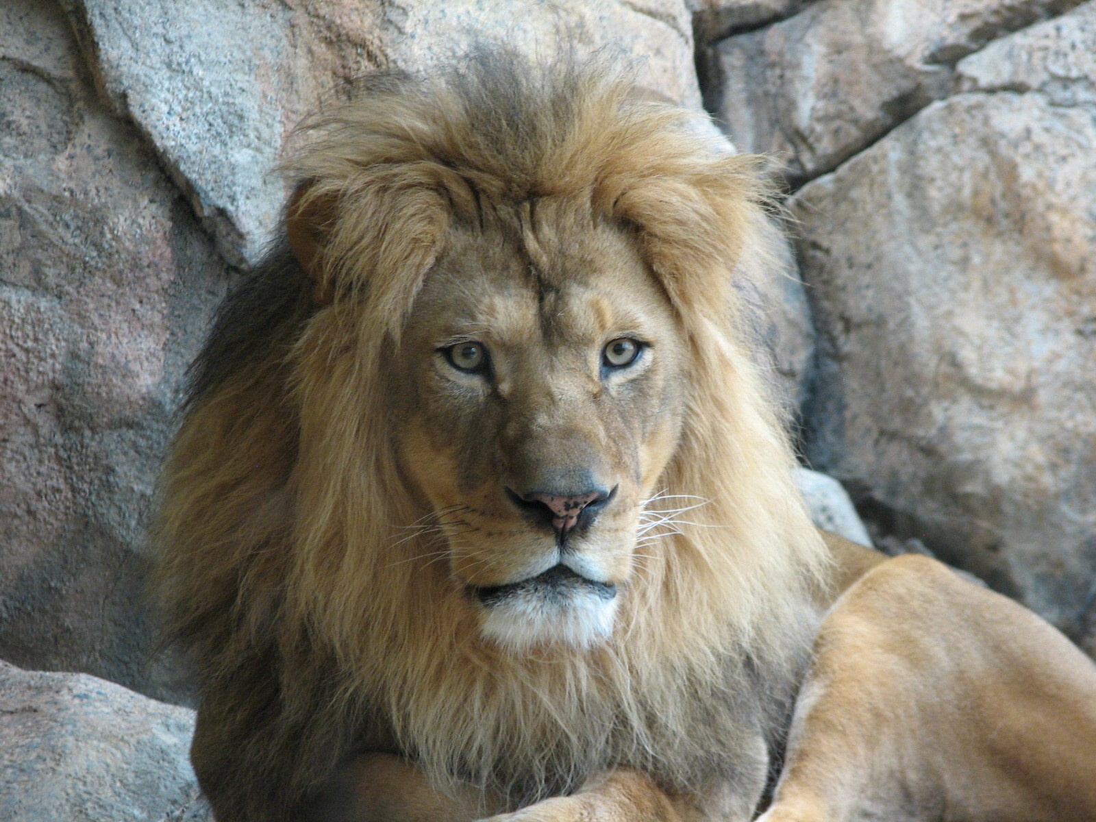 African Lion or Spotted Hyena Exhibit - Lion