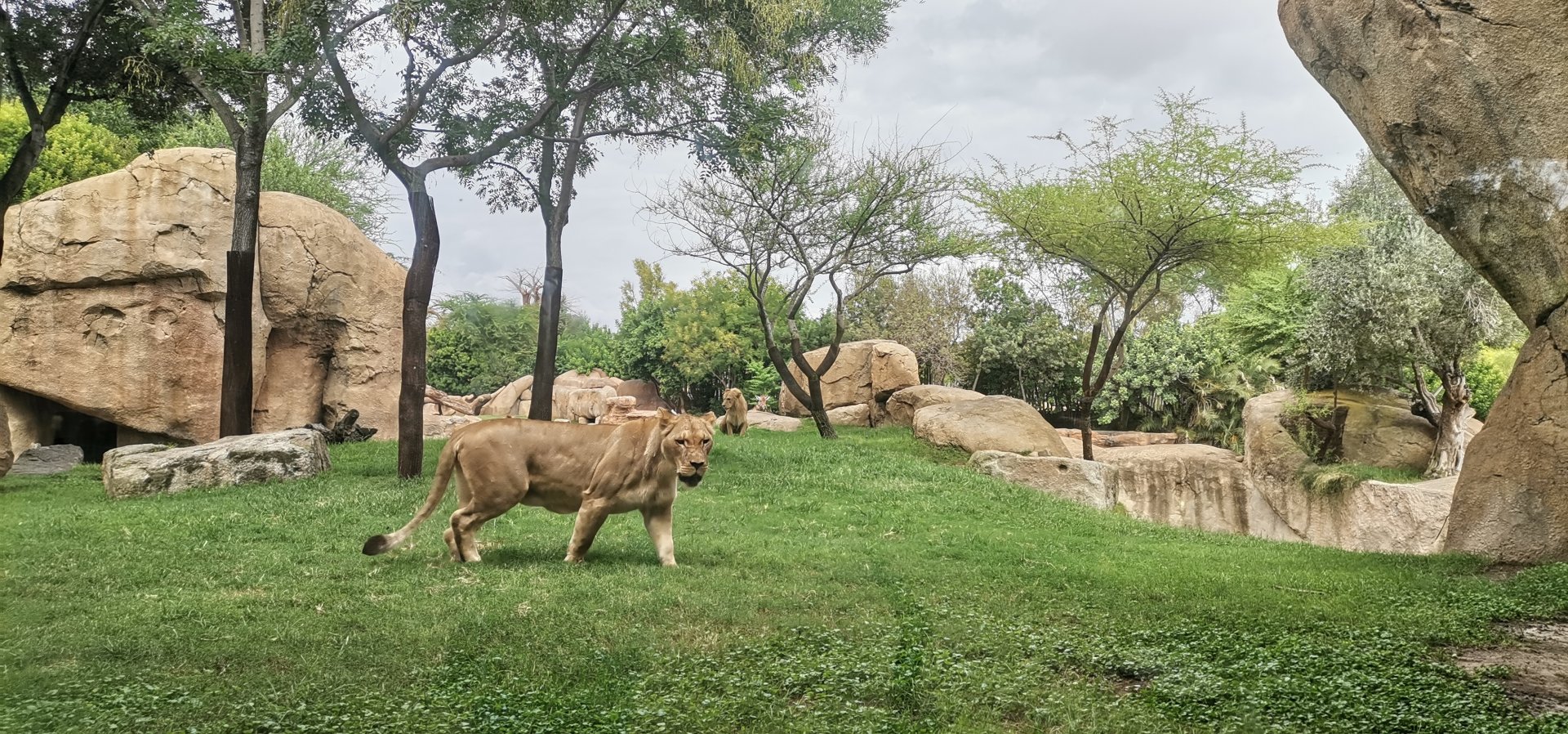 African Lion overlooking the Savanah