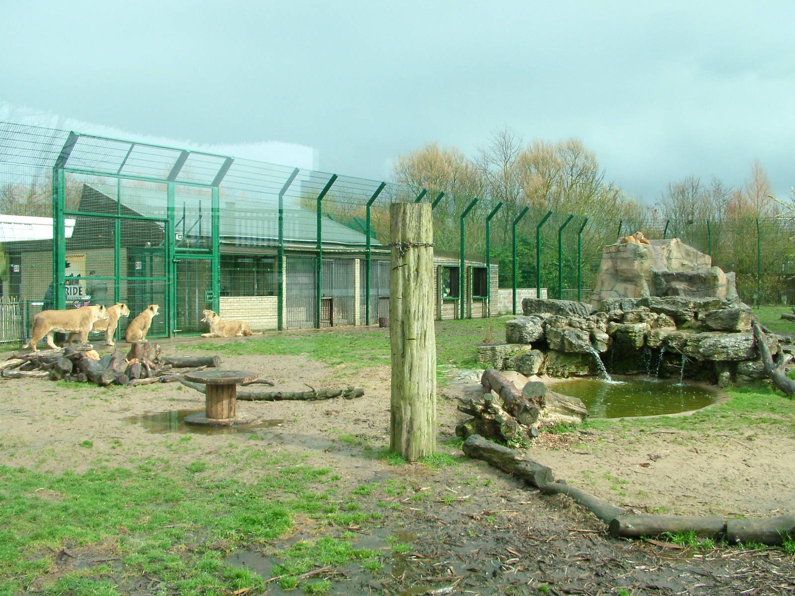 African Lion paddock at Blackpool 26/03/10