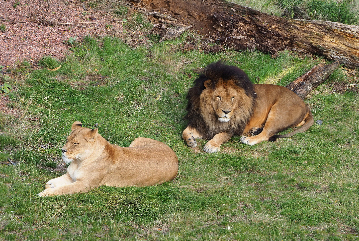 African lion pair (Panthera leo), 2019-10-04