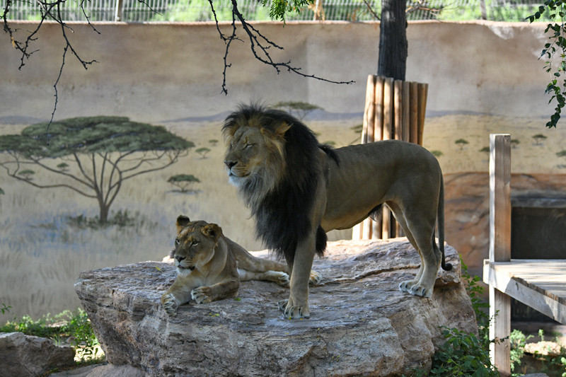 African lion pair