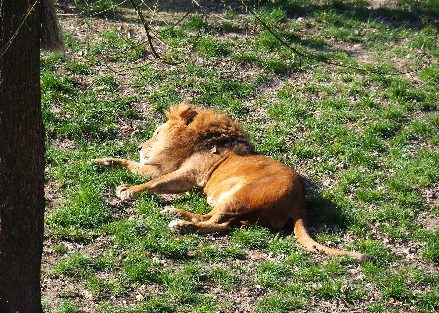African lion (Panthera leo), 2019-03-30