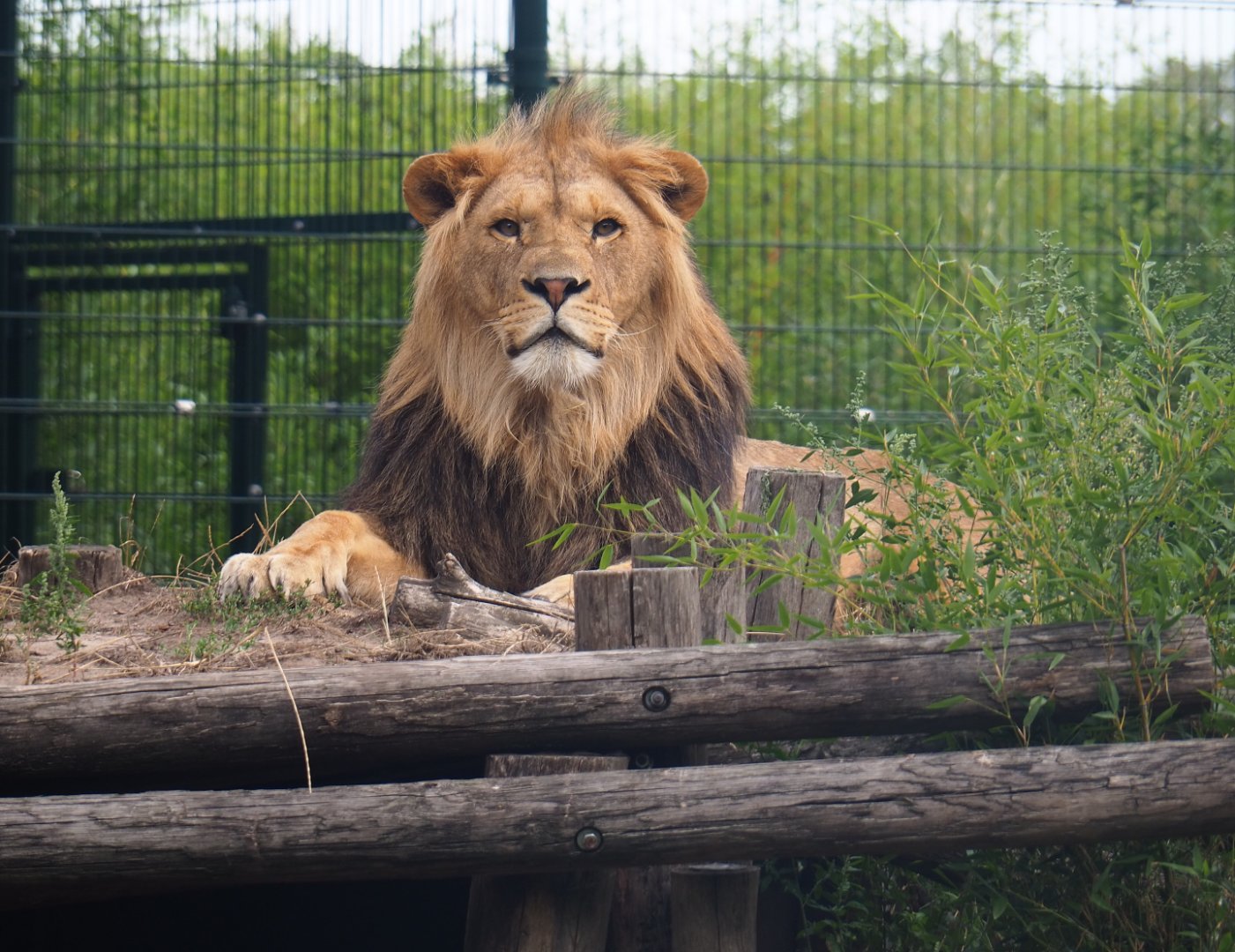 African lion (Panthera leo), 2019-08-11