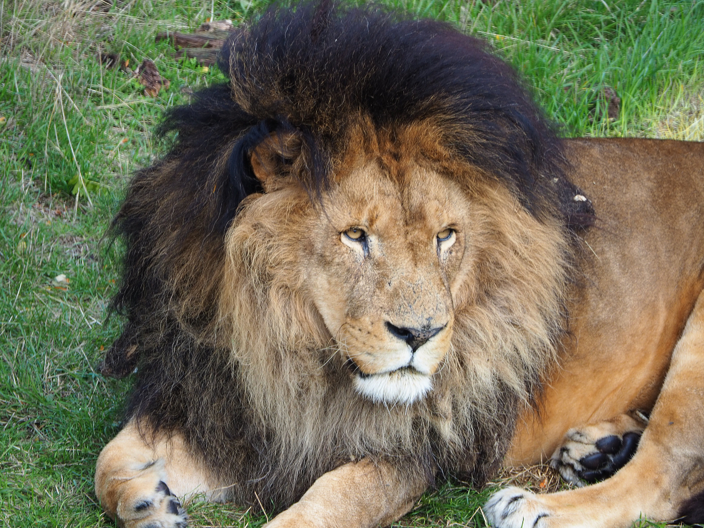 African lion (Panthera leo), 2019-10-04