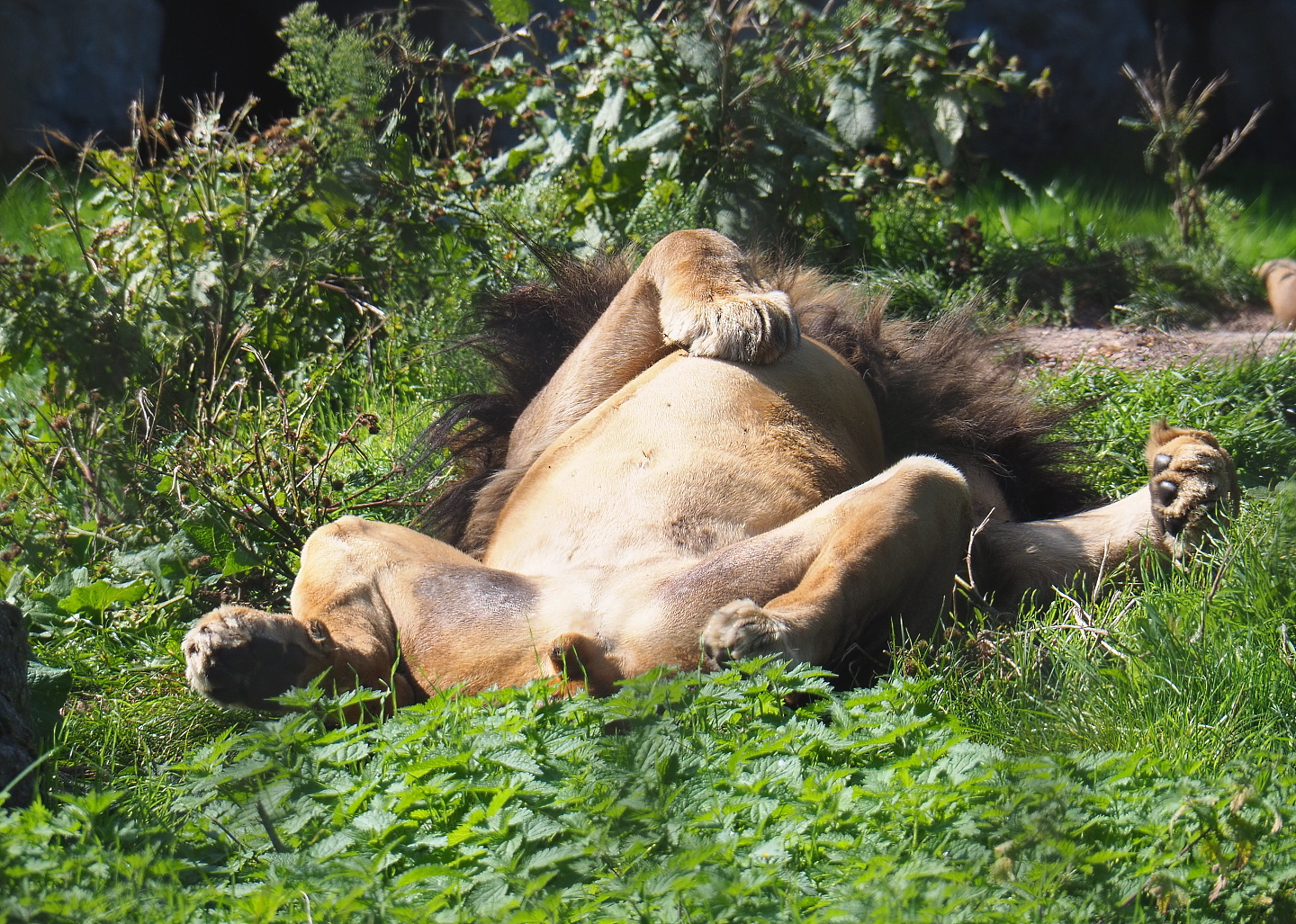 African lion (Panthera leo), 2021-09-02