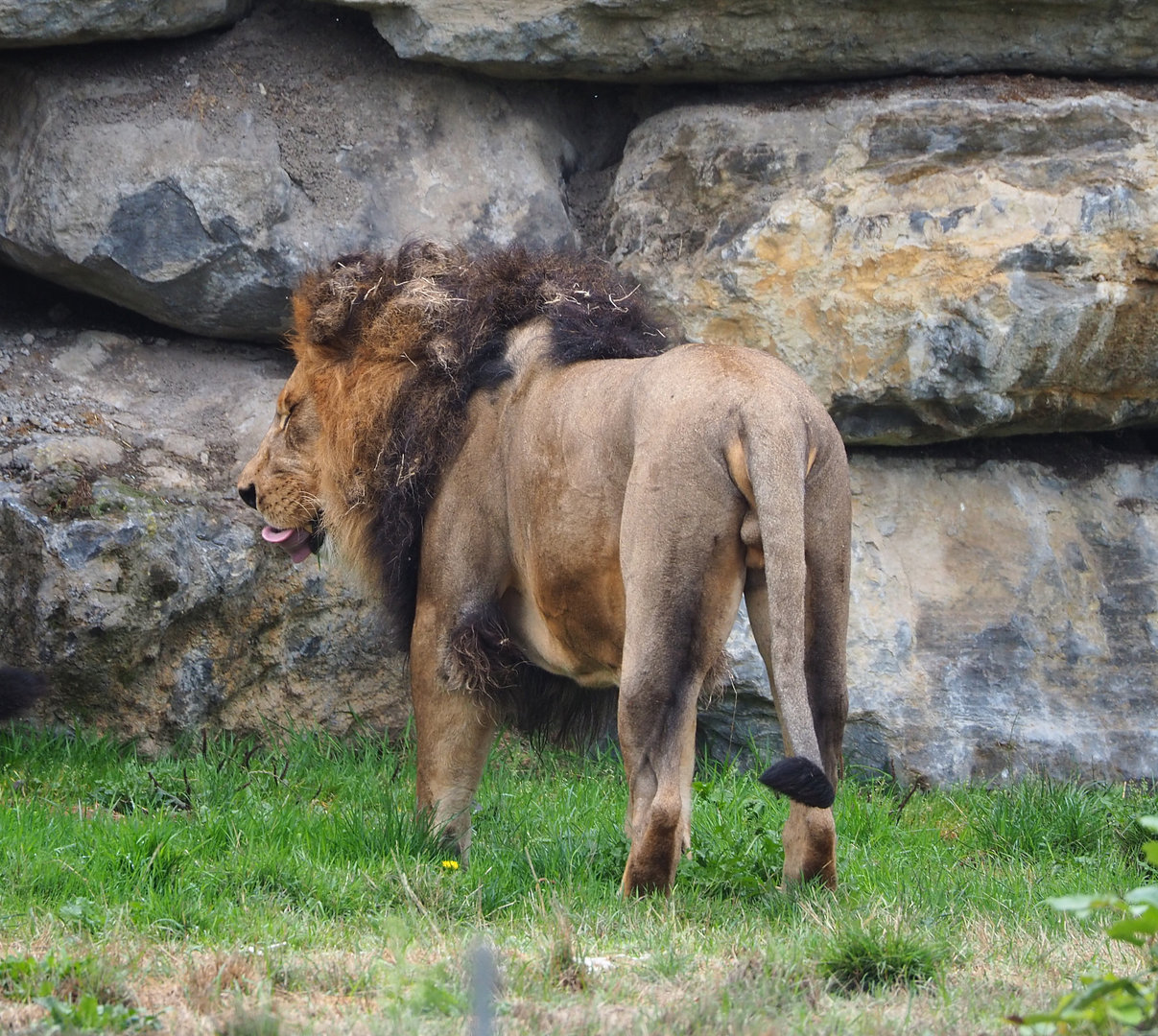 African lion (Panthera leo), 2022-09-15