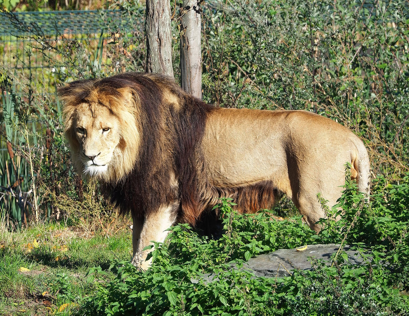 African lion (Panthera leo), 2022-10-09