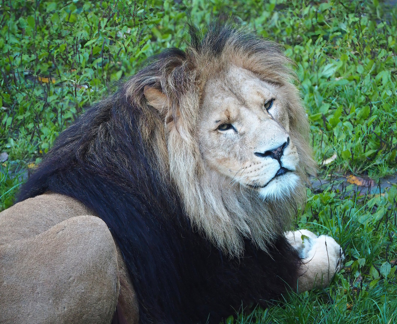 African lion (Panthera leo), 2022-10-09