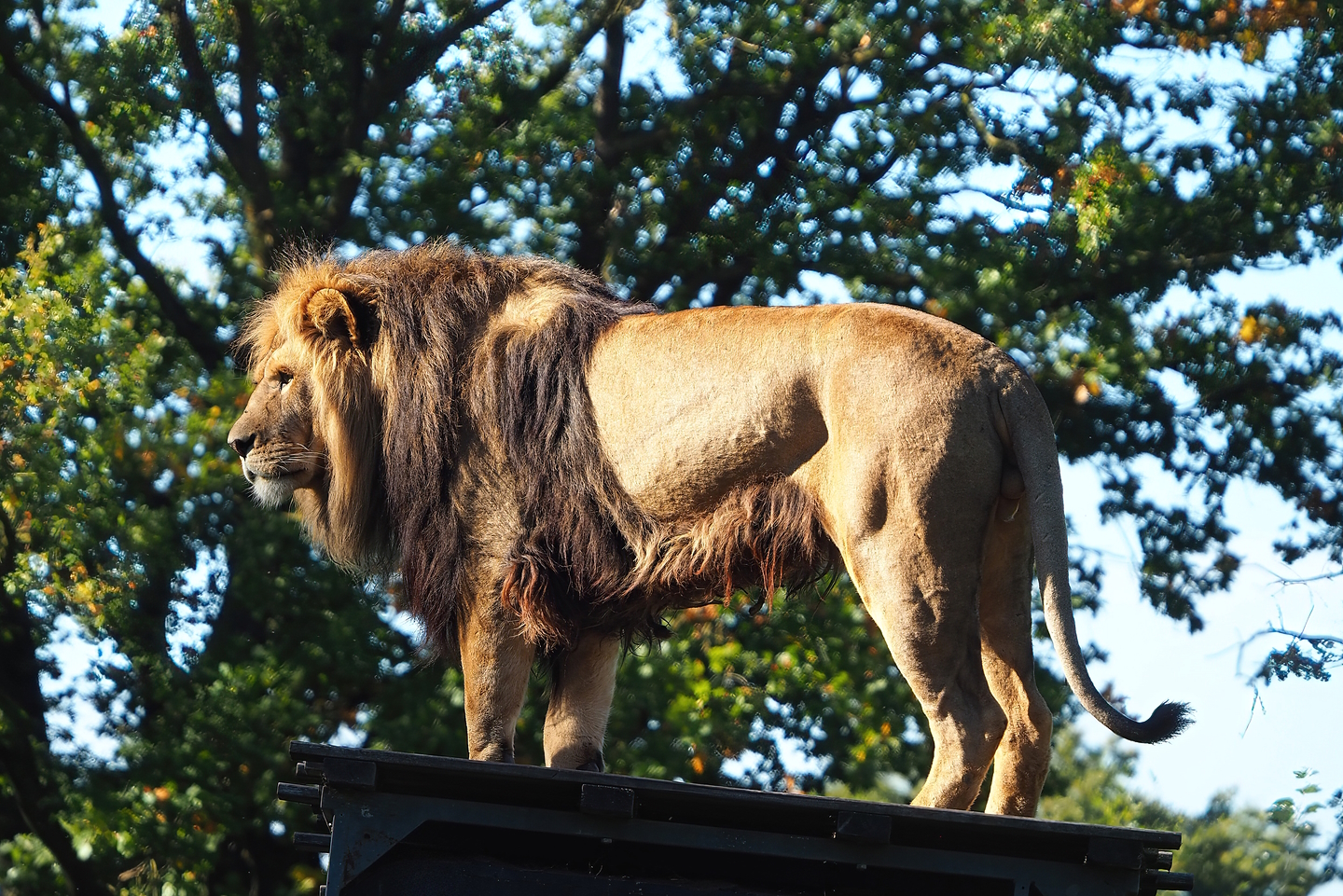African lion (Panthera leo), 2022-10-09