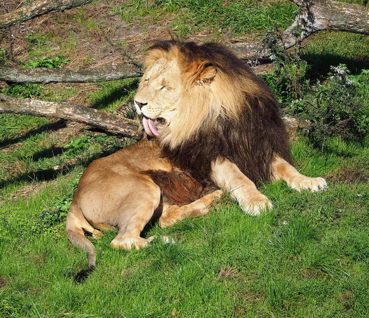 African lion (Panthera leo), 2022-10-09