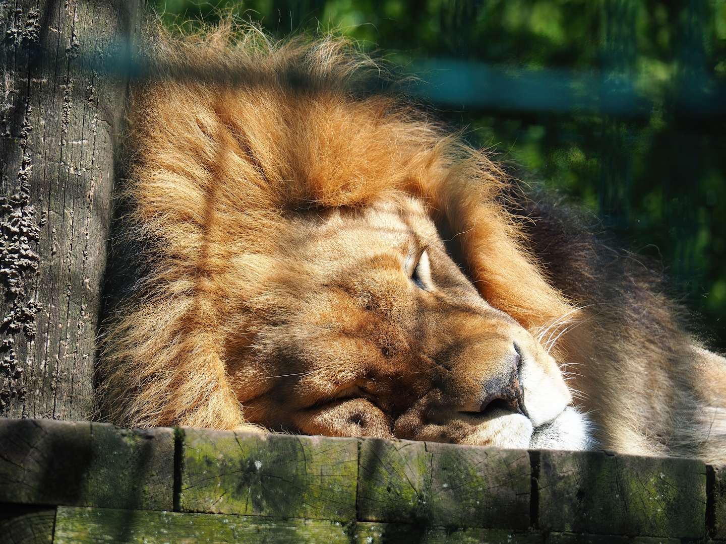 African lion (Panthera leo), 2023-05-19