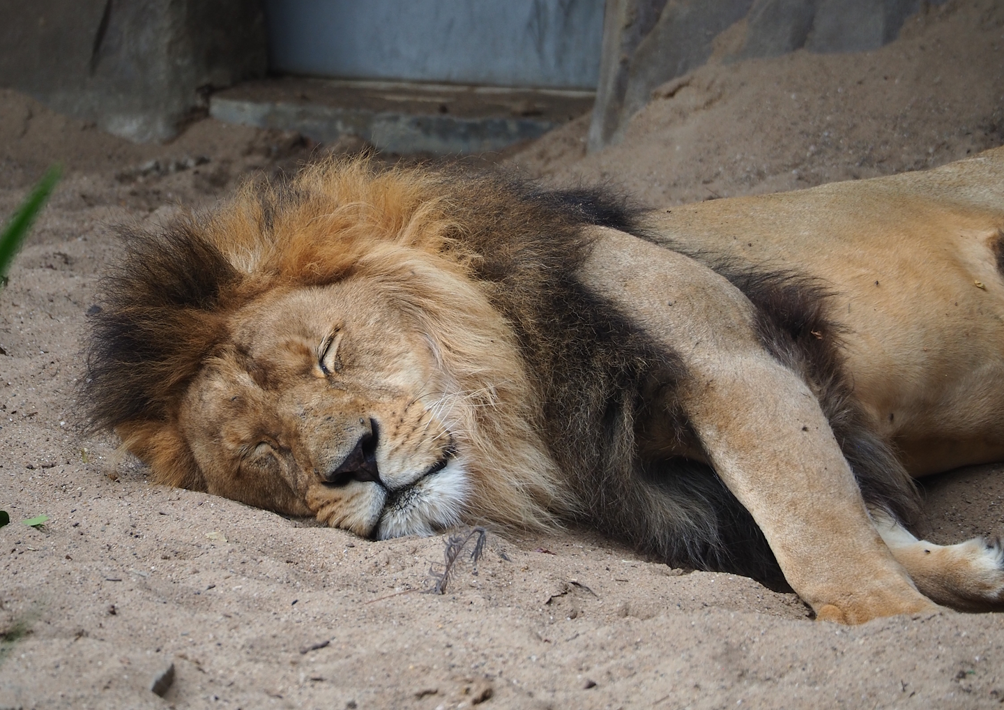African lion (Panthera leo), 2023-07-02
