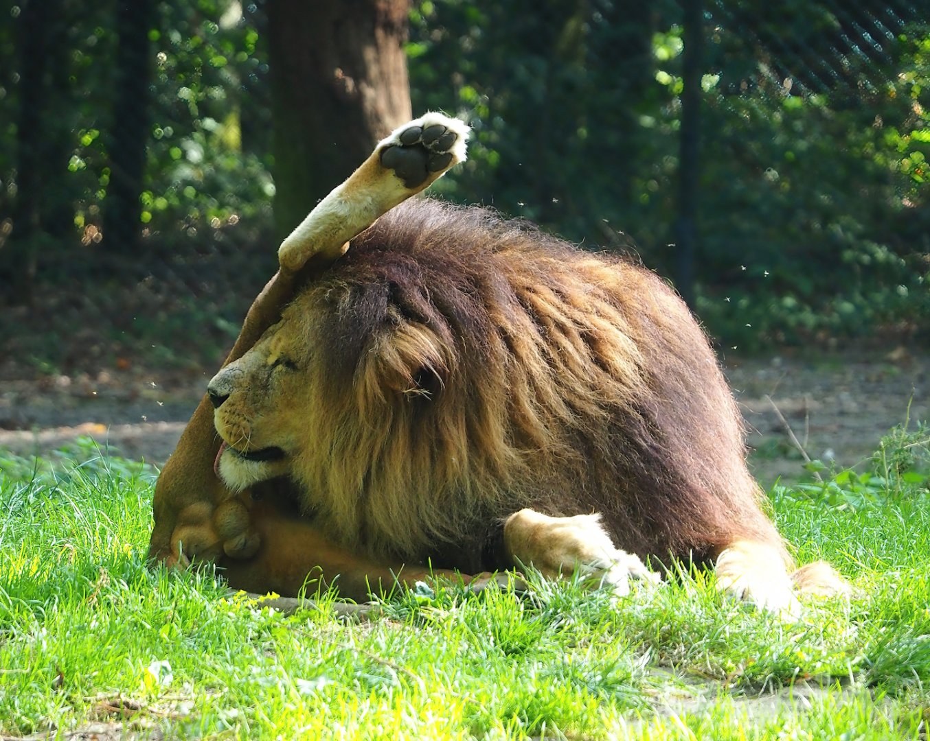 African lion (Panthera leo), 2023-10-07