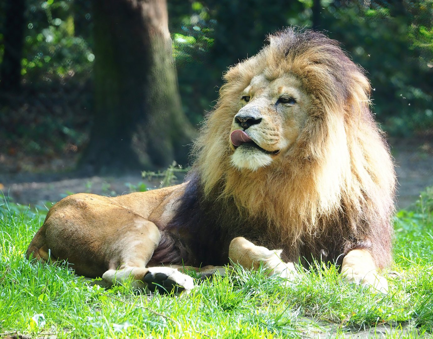 African lion (Panthera leo), 2023-10-07