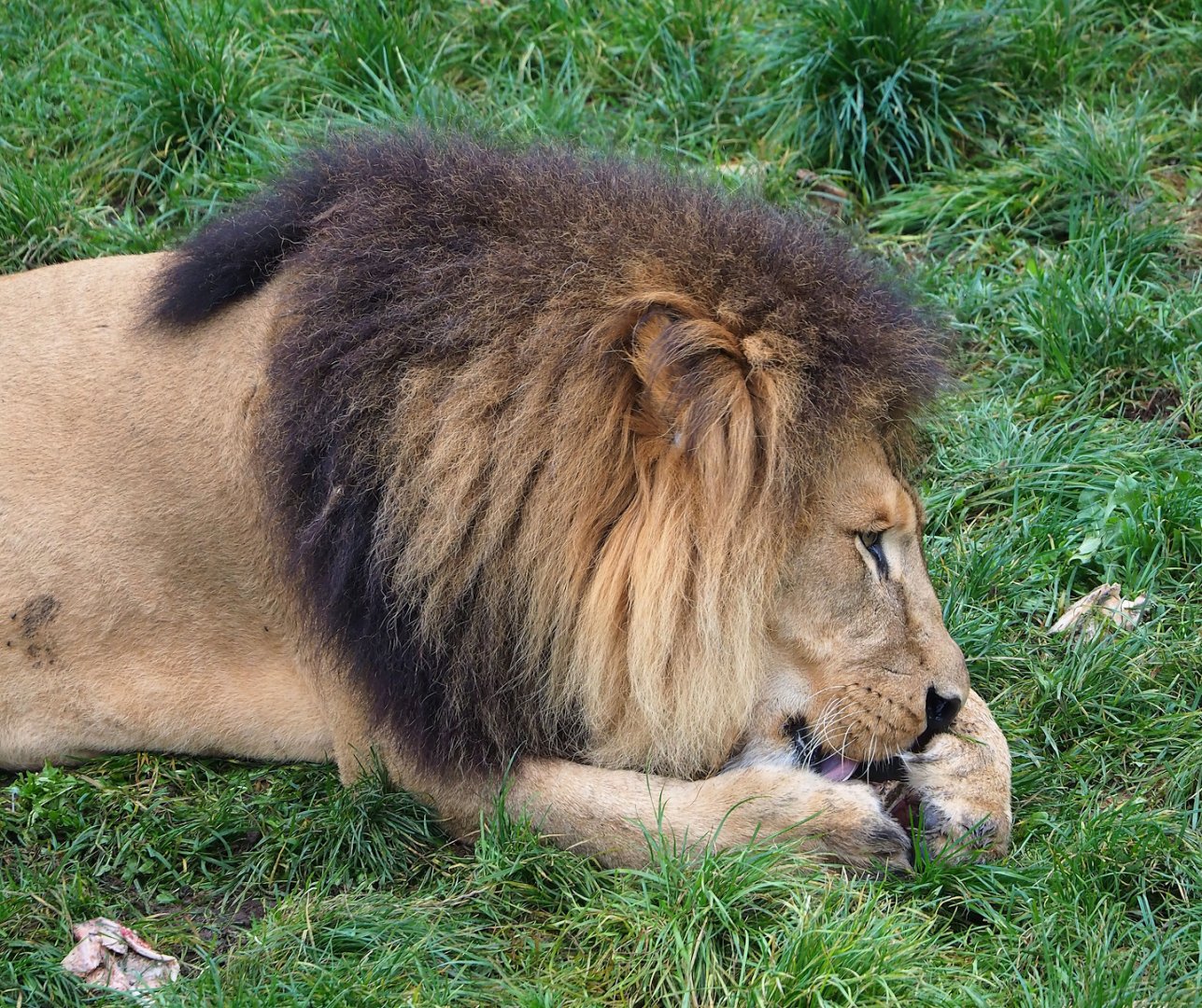 African lion (Panthera leo), 2023-10-13