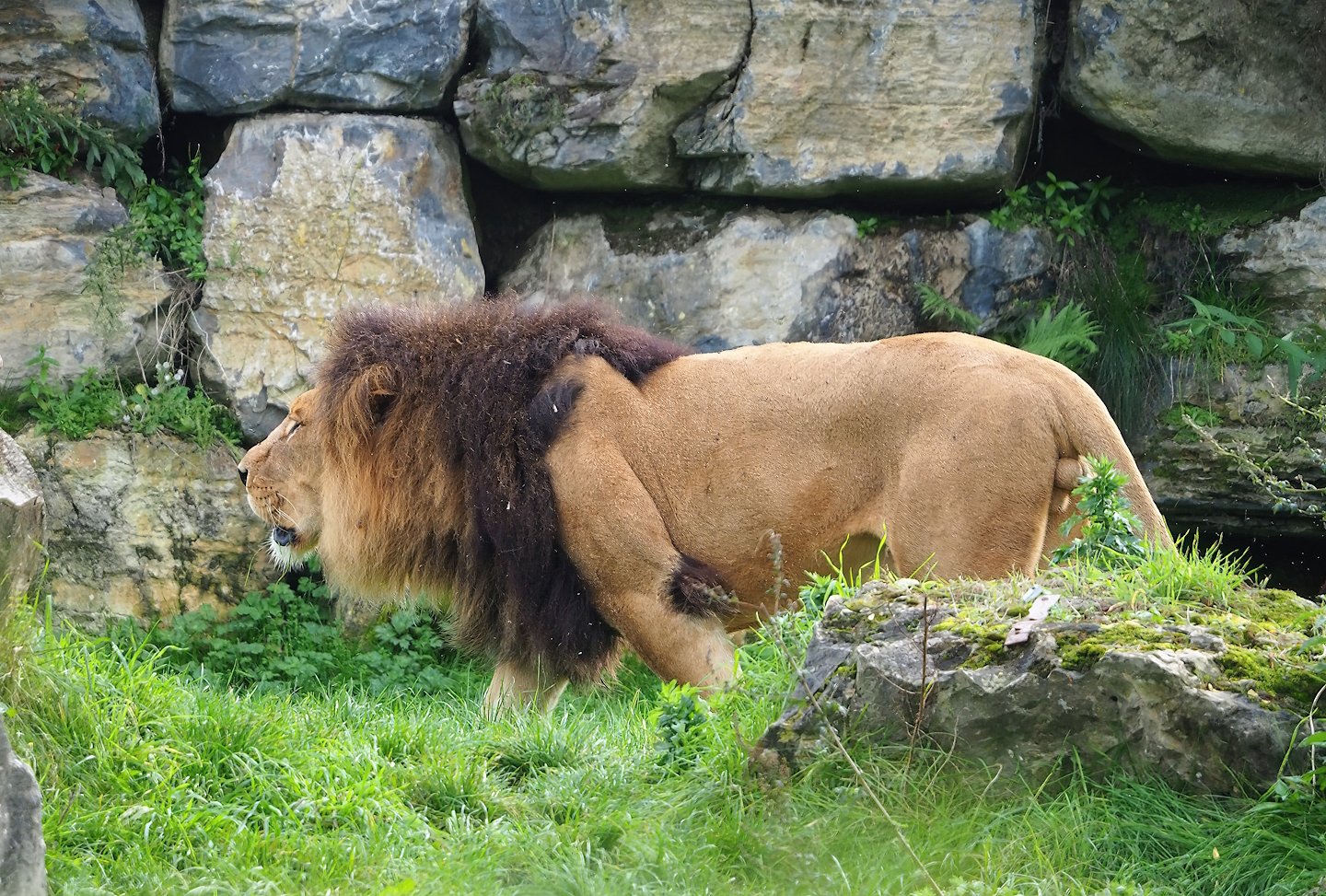 African lion (Panthera leo), 2023-10-13