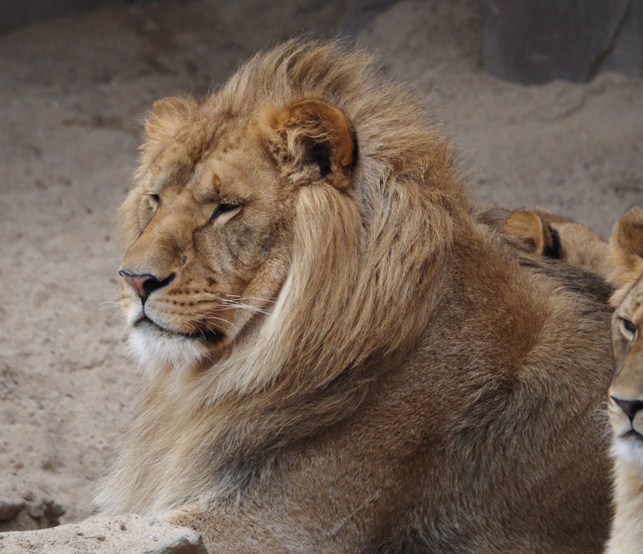 African lion (Panthera leo), 2024-03-09