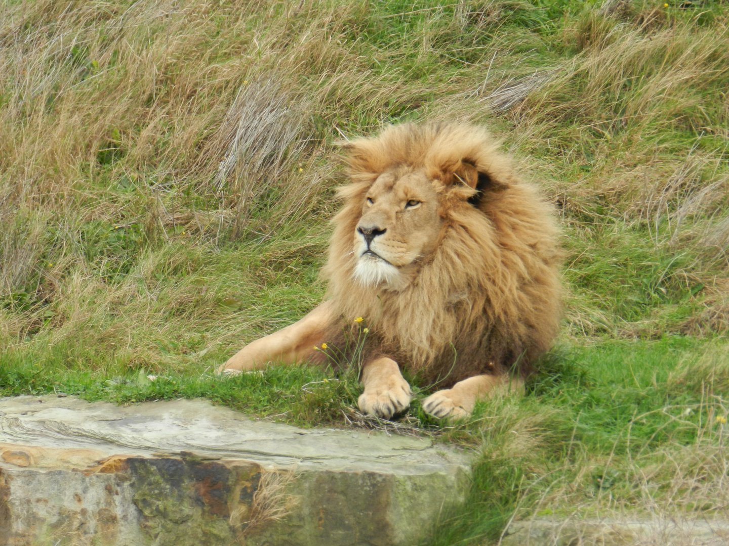 African Lion (Panthera Leo) at Yorkshire Wildlife Park, England