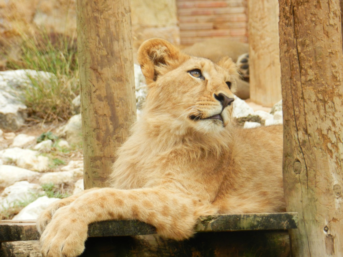 African Lion (Panthera leo bleyenberghi) at Jardim Zoológico de Lisboa, Portugal*