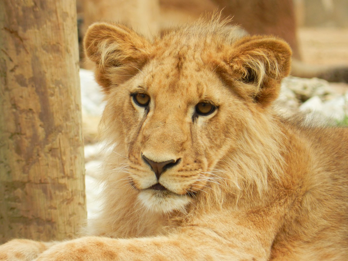 African Lion (Panthera leo bleyenberghi) at Jardim Zoológico de Lisboa, Portugal*