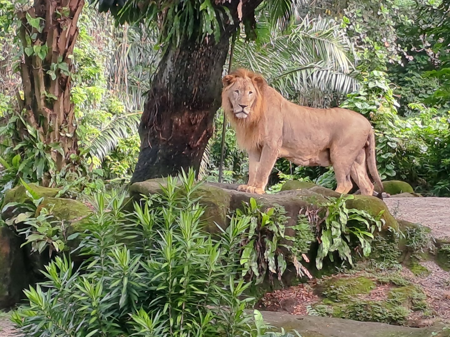 African Lion(Panthera leo leo)