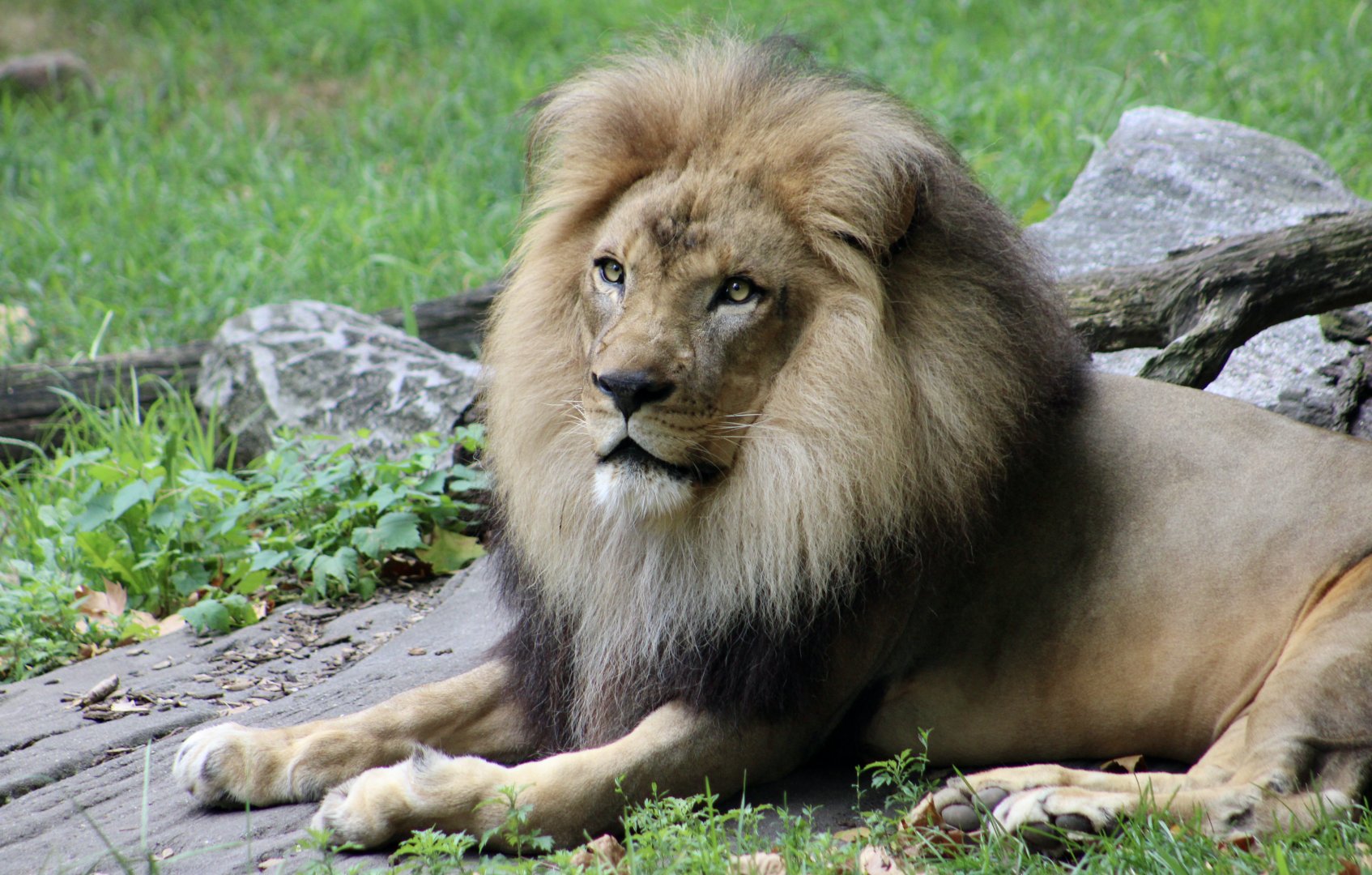 African Lion (Panthera leo melanochaita) - "Ime"