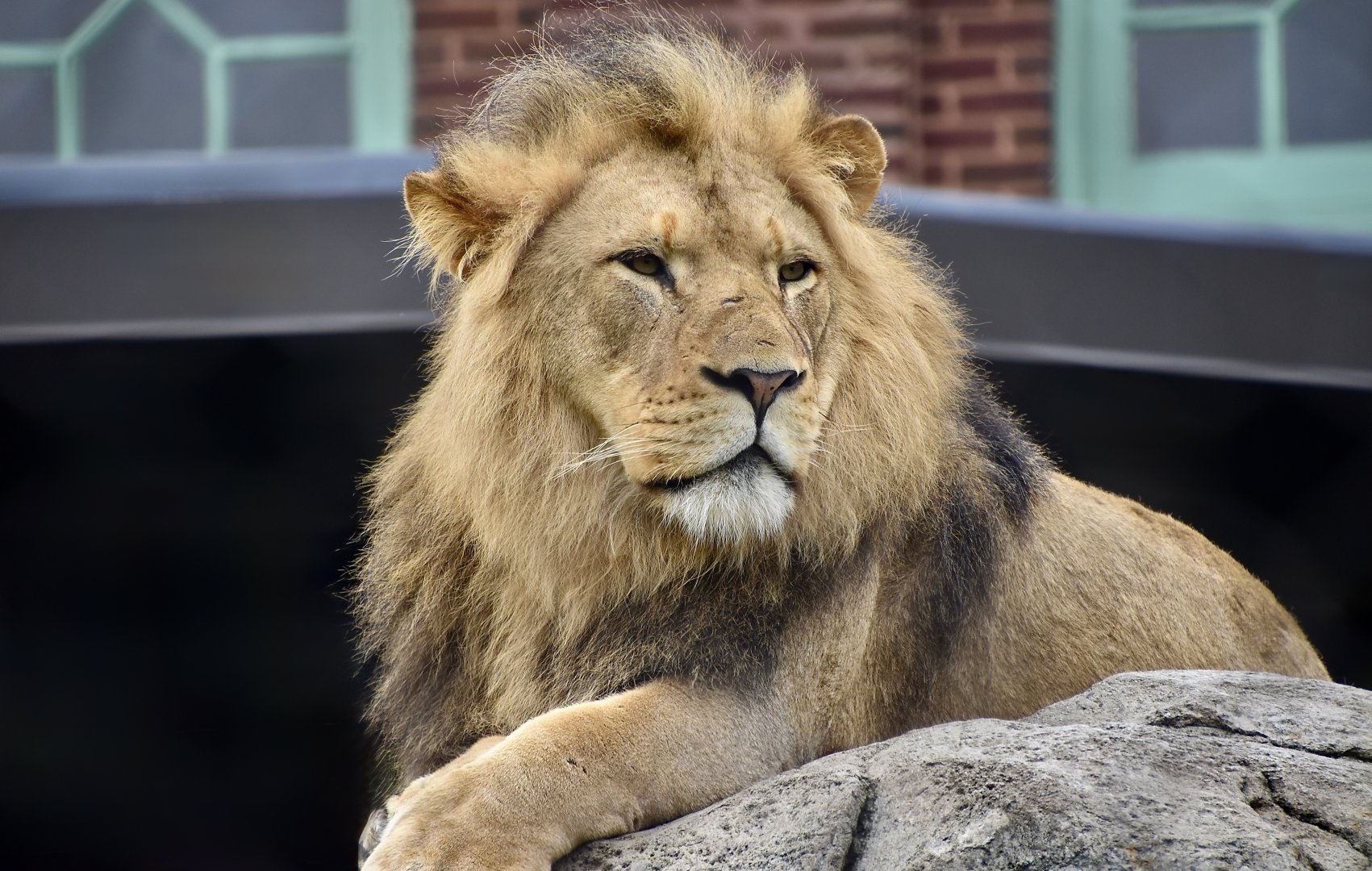 African Lion (Panthera leo melanochaita) male