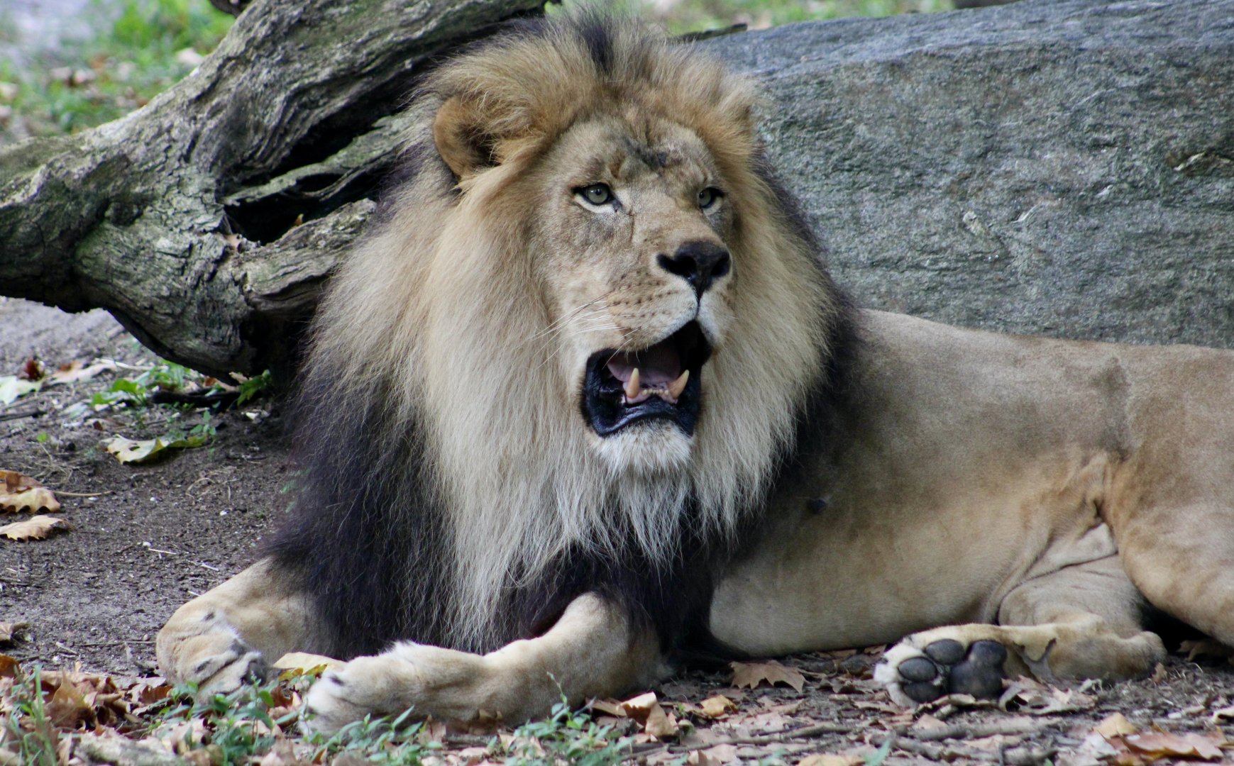 African Lion (Panthera leo melanochaita) - "Thulani"